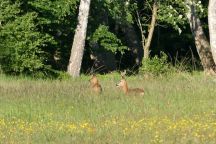  Myśliwi w polityce: niewidzialna sieć?