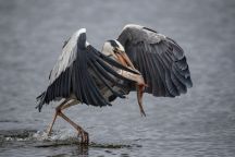 „Rybożercy świnoujskich wód”.