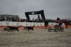 Wyścigi psich zaprzęgów na plaży w Heringsdorfie