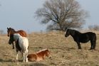 Dzikie konie na karsiborskich łąkach